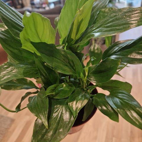 Spathiphyllum 'Chopin'