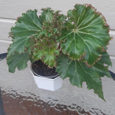 Selges hele planten! Begonia crispa.