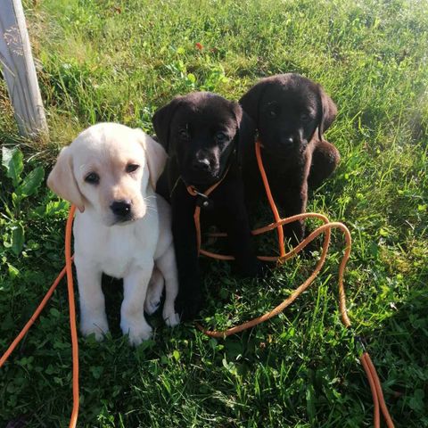 Labrador retriver valper leter etter ett godt hjem