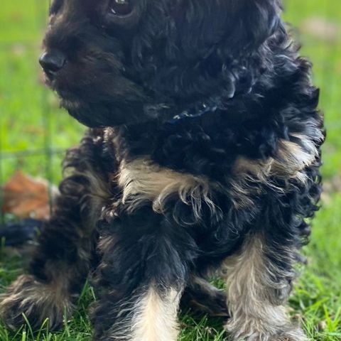 1 Cavapoo tisper venter på sin nye familie💕