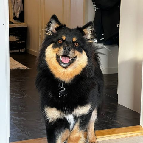 Finsk lapphund tispe på 2 år