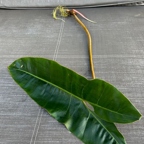 Philodendron Billietiae rotet stikling