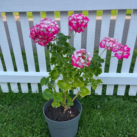 Nydelig pelargonia med ny jord søker nytt hjem🌸Ny pris!