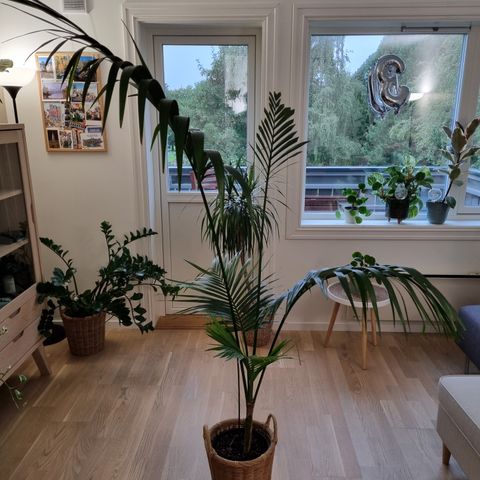 Stor Howea Forsteriana palme plante som ikke lenger føres ved IKEA