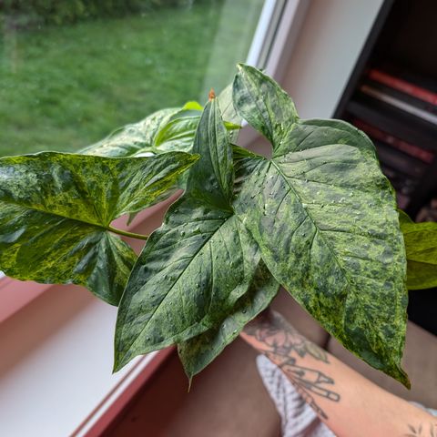 Syngonium Mottled Mojito