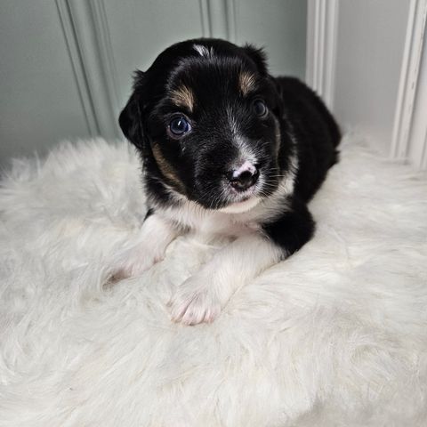 Miniature american shepherd