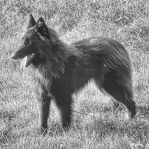 Groenendael, belgisk fårehund tispe på 1 år