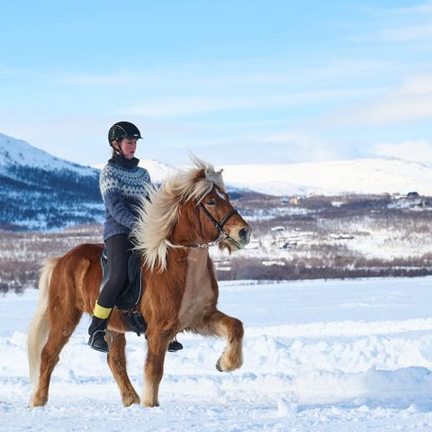 Hester settes ut på fôr