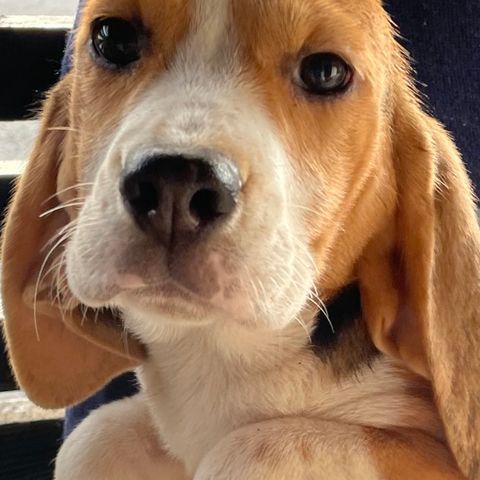 Beagle. 1 tispe ledig!