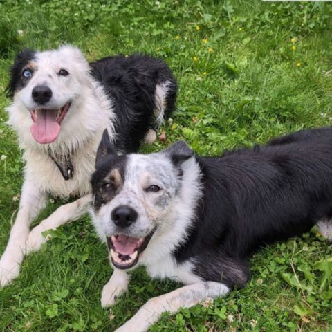 Border Collie valper