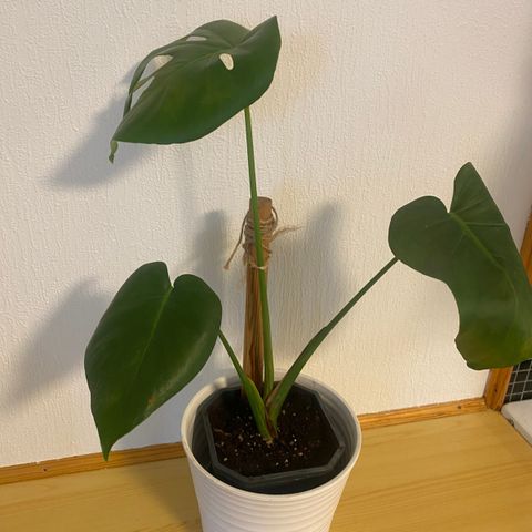 Monstera plante