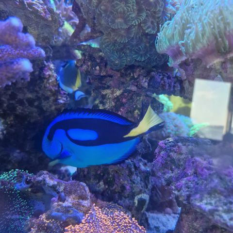 Blue tang Fisk for salt vann