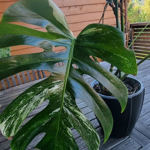 Monstera variegata plante