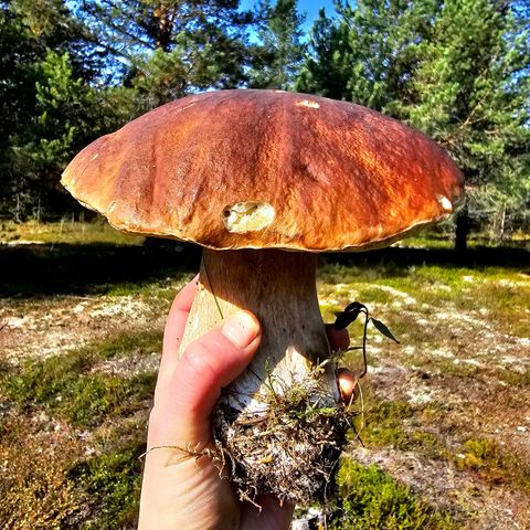 Steinsopp og chaga fra Rørosregionen!