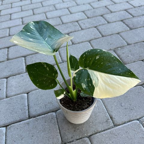 Monstera Variegata albino