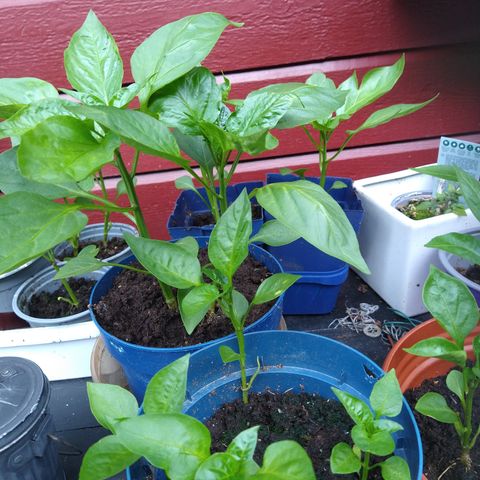 Fine Paprika planter