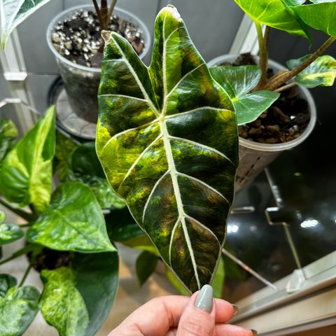 Alocasia Longiloba Grandis Aurea knoll