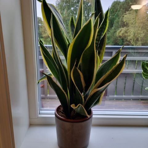 Sansevieria Trifasciata