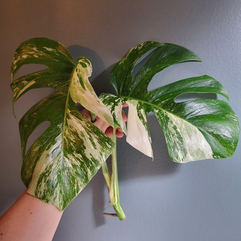 Toppstikling av monstera variegata