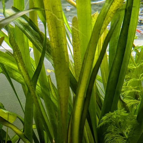 Akvarium planter (Vallisneria)