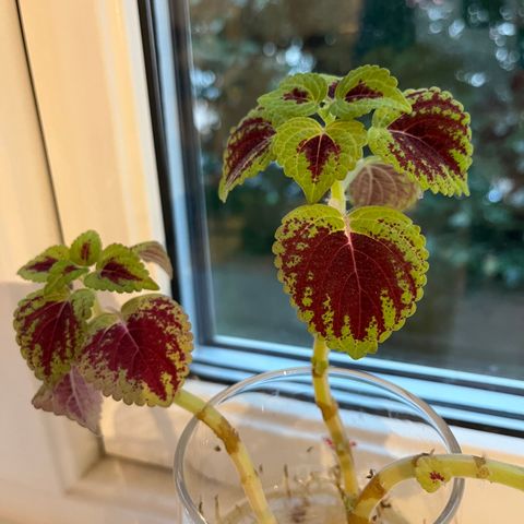 Coleus stikling