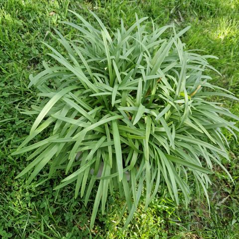 Agapanthus-Blå blomster