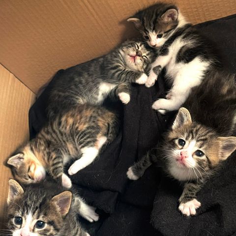 5 nydelige kattunger (3 reservert)