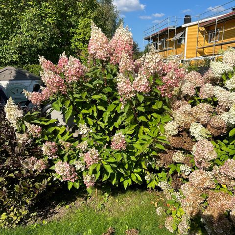 Syrinhortensia pinky winky