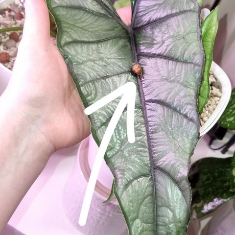 Alocasia knoller, Heterophylla Dragons Breath og Tandurusa Jacklyn