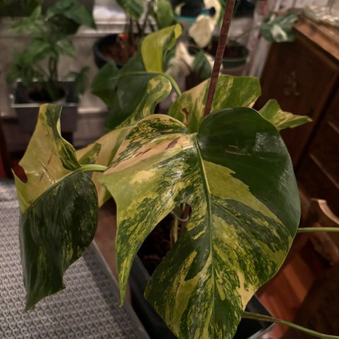 Monstera Aurea hel plante og gode rotter