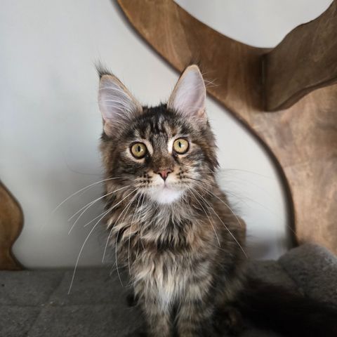 Main Coon babyer m/stamtavl