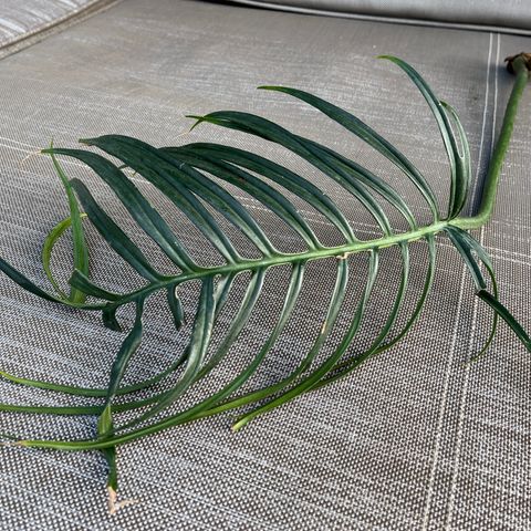 Philodendron Tortum