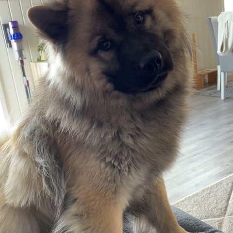 Omplassering Eurasier gutt 2år