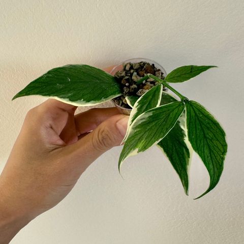 Hoya polyneura ‘Albomarginata’