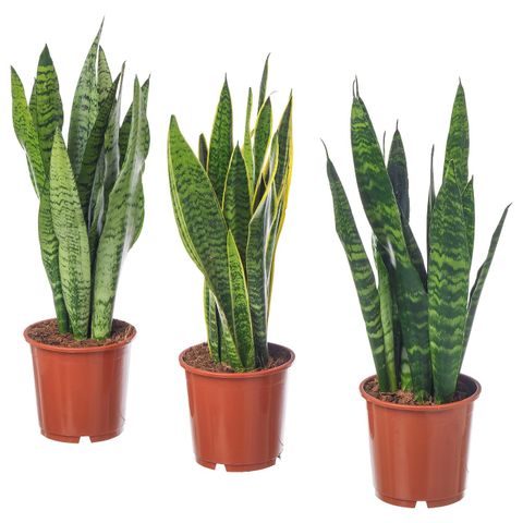 Svigermors tunge (Sansevieria Hahnii)