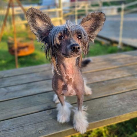 Chinese crested tispevalp