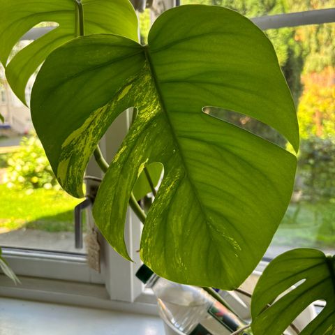 Monstera varigata toppskudd