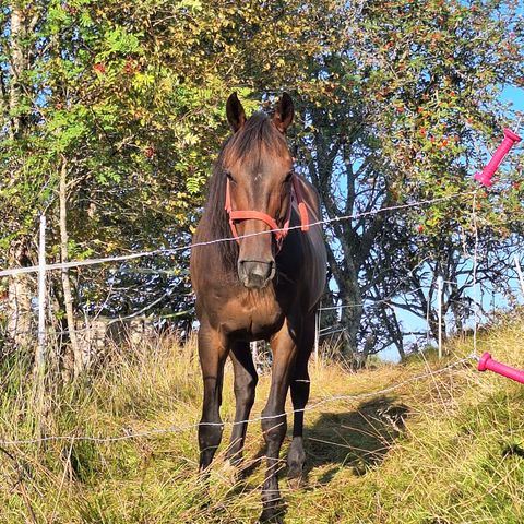 familie  hest selges