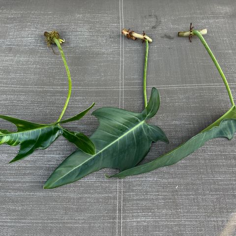 Philodendron Jerry Horne stikling