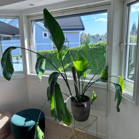 Strelitzia plante