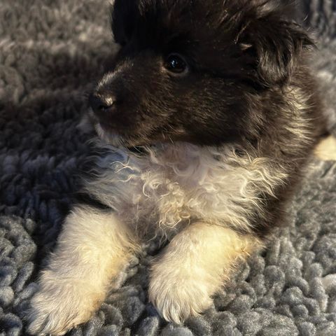 Shetland Sheepdog settes ut på foravtale