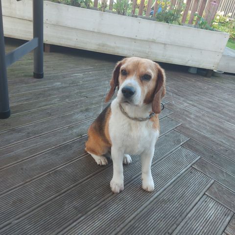 Beagle