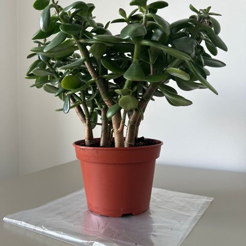 Grønn plante - Crassula - 15 cm potte