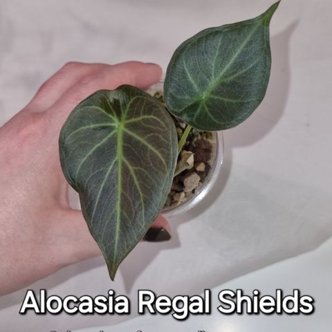 Masse planter! Alocasia, Philodendron, Scindapsus mm