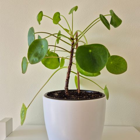 Plante Pilea