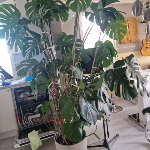 Monstera plante