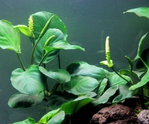 Anubias selges