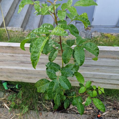 Rosepepper plante