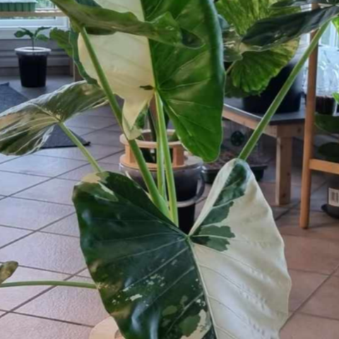 Alocasia Macrorrhiza Albo Variegata