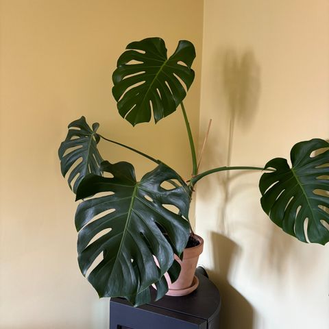 Monstera deliciosa